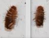 Anthrenus sp.